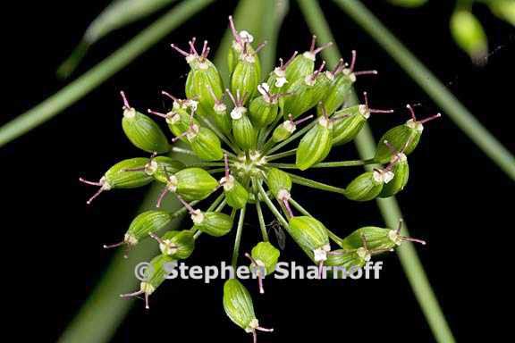 oxypolis occidentalis 3584g graphic